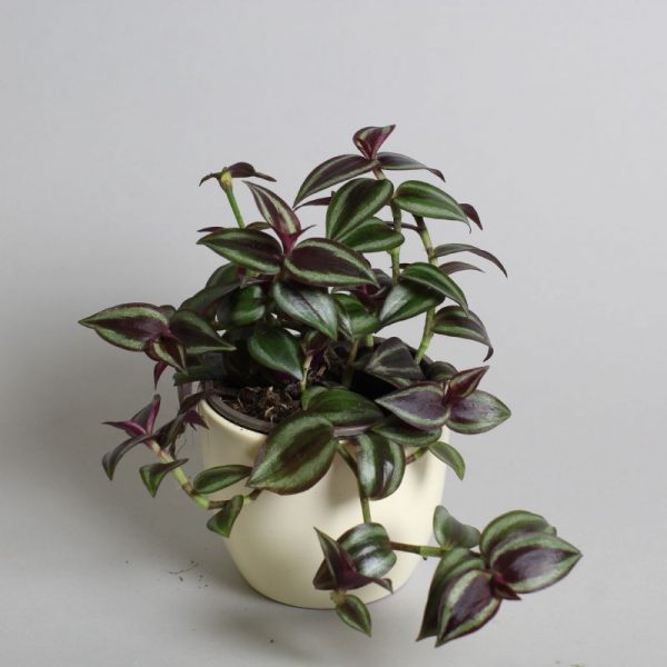 Tradescantia Zebrina Purple 9cm pot