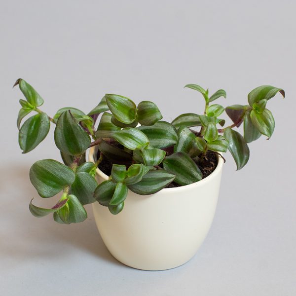 Tradescantia Zebrina Silver 9cm pot