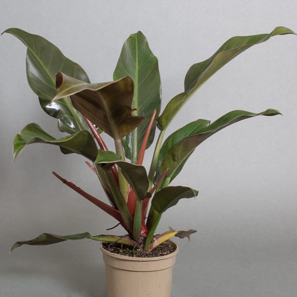 Philodendron Autumn Falls 15cm pot