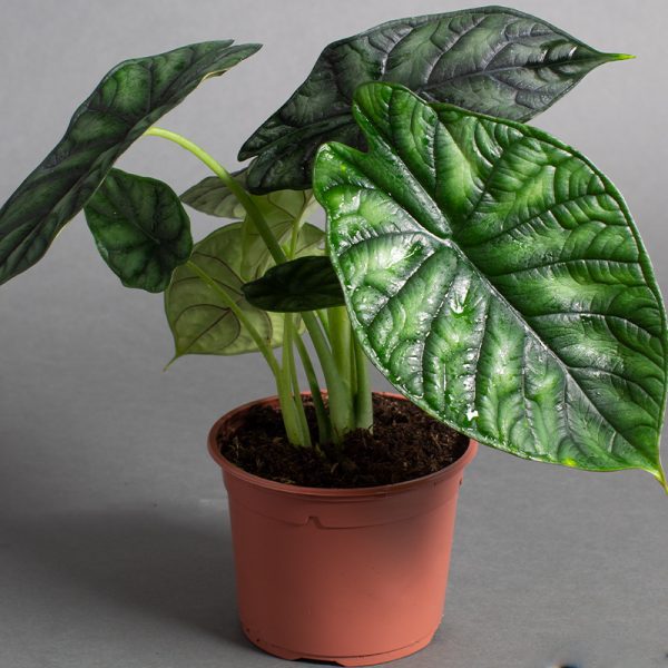 Alocasia Baginda 13cm pot