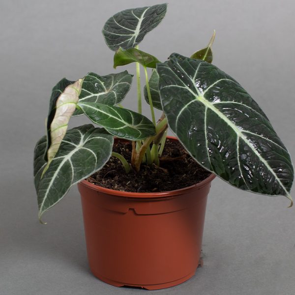 Alocasia Black Velvet 13cm pot