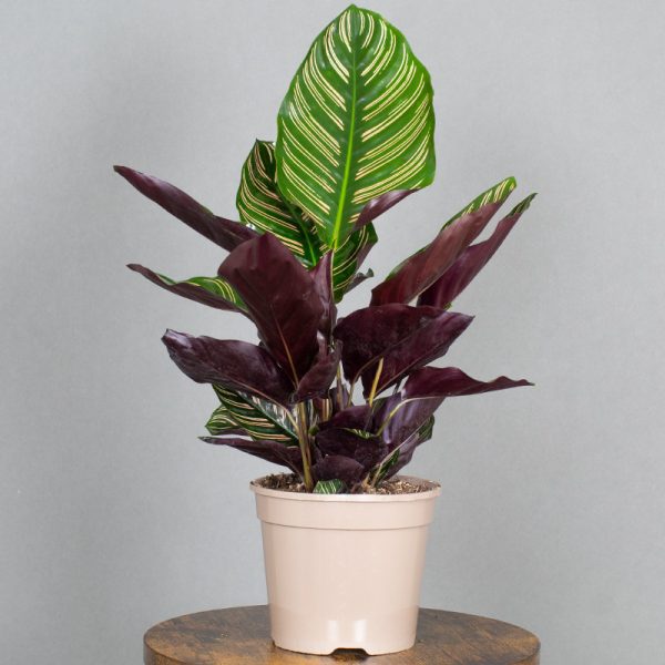 Calathea Ornata 15cm pot