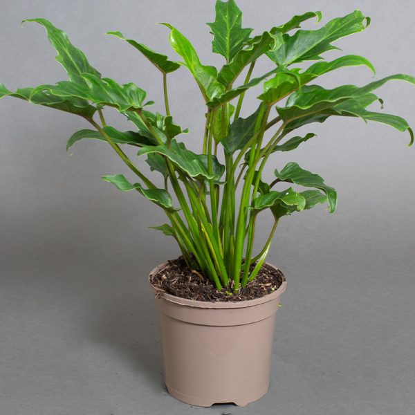 Philodendron Xanudu 15cm pot
