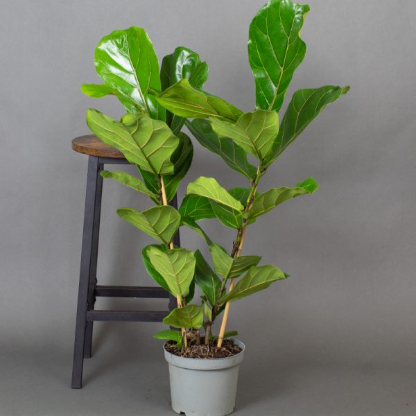 Ficus Lyrata 2 Stem 4L pot