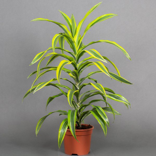 Dracaena Lemon Lime Tip 3L pot