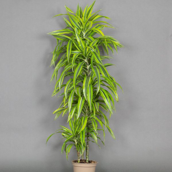 Dracaena Deremensis Lemon Line 30cm, 60cm & 90cm 3 cane 3L