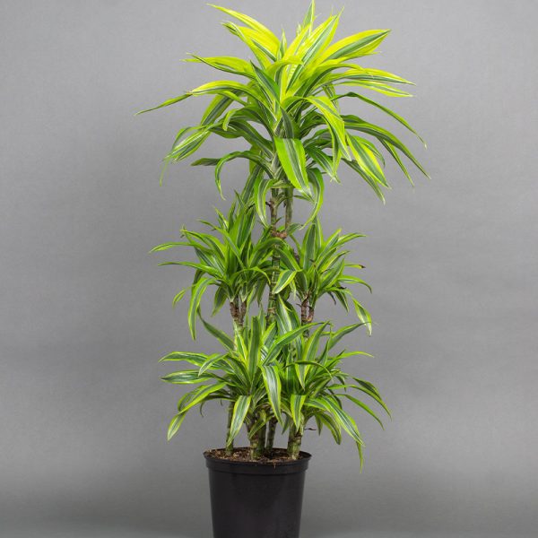 Dracaena Lemon Lime Carousel 7.5L pot