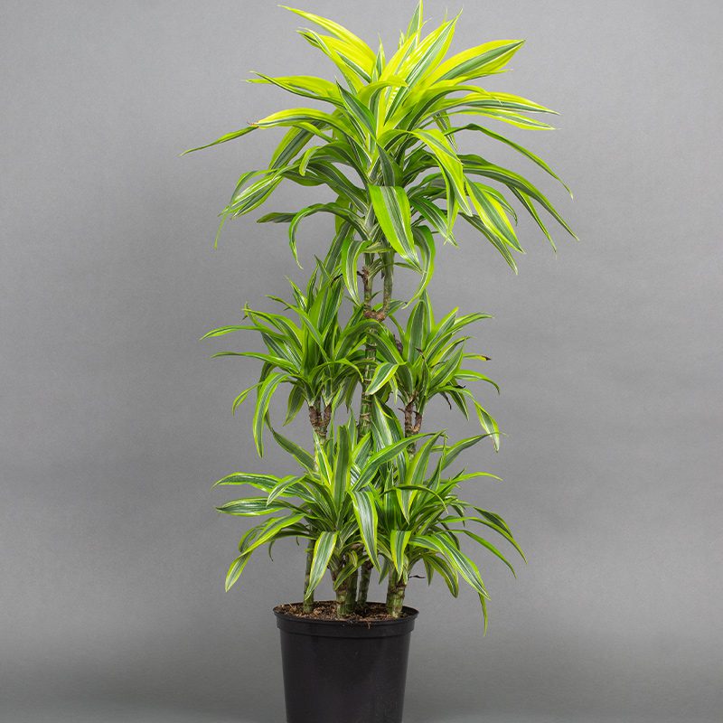Dracaena Lemon Lime Carousel 7.5L pot Opperman Plants Ltd