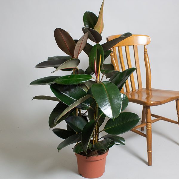Ficus Elastica Adibijan 3 Stem 5L pot 60cm Tall