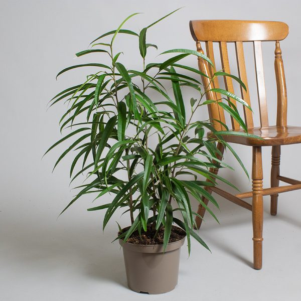 Ficus Binnendijkii Alii 4L pot