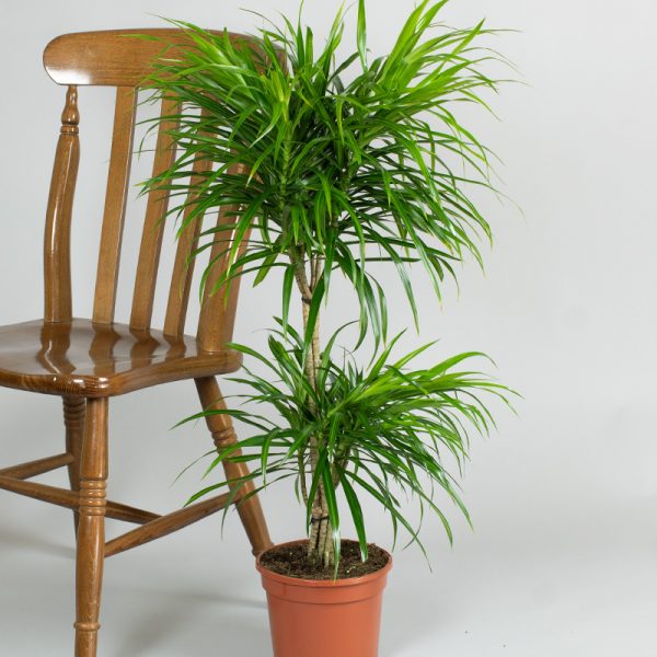 Dracaena Reflexa Anita 2 cane 3L pot