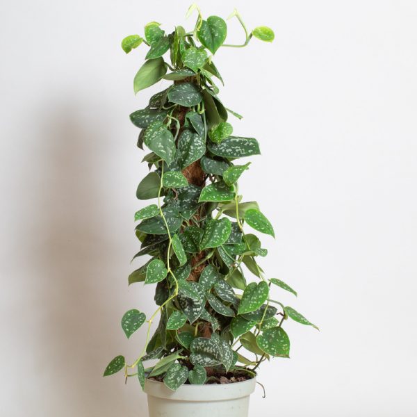 Scindapsus Pictus Argyraeus 65cm Moss Pole 4L pot