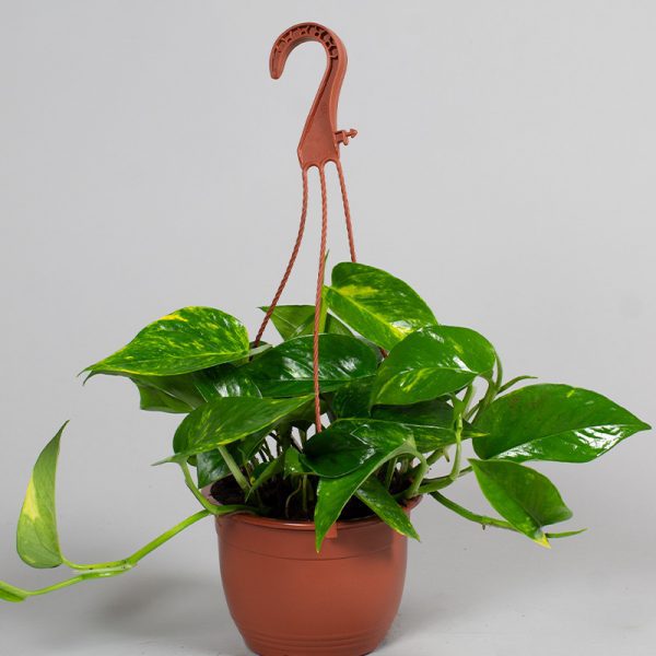 Scindapsus Aureus Hanging Pot 15cm
