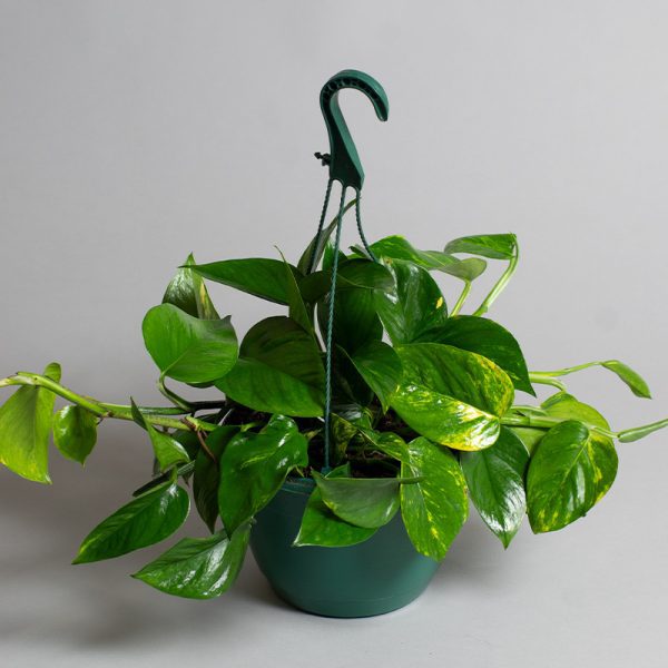 Scindapsus Aureus Hanging Pot 20cm