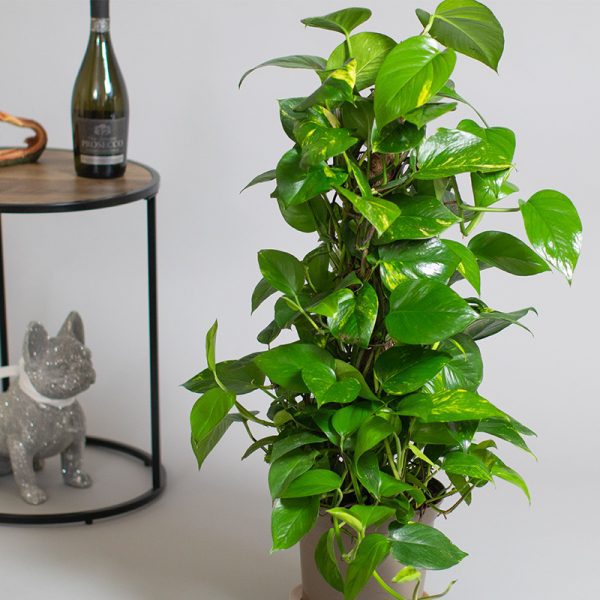 Scindapsus Aureus 65cm Moss Pole 4L pot