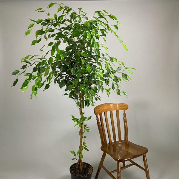 Twisted Ficus Benjamina Exotica 7.5L pot