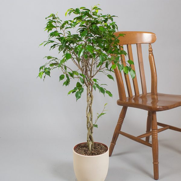 Ficus Benjamina 90cm 3 Cane Braided 5L pot