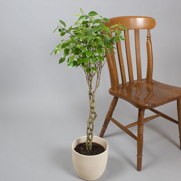 Ficus Benjamina Variegated 90cm 3 Cane Braided 5L pot