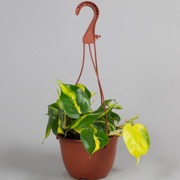 Philodendron Brazil Hanging Pot 15cm