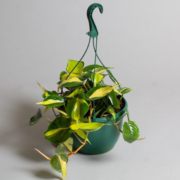 Philodendron Brazil Hanging Pot 20cm