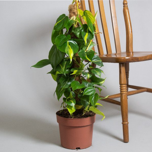 Philodendron Scandens Brazil 65cm Moss Pole 4L pot
