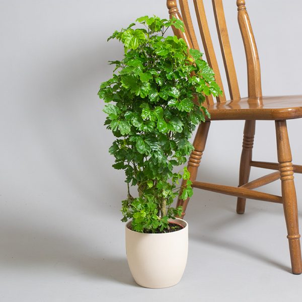 Branched Polyscias Butterfly 3L pot