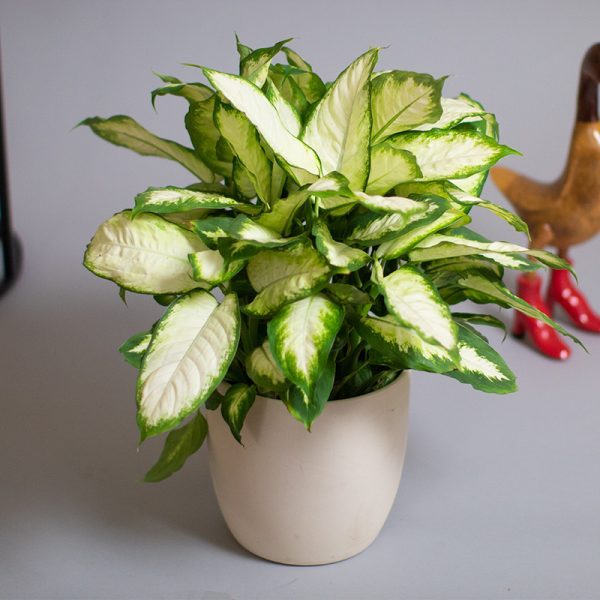 Dieffenbachia Camilla 5L pot