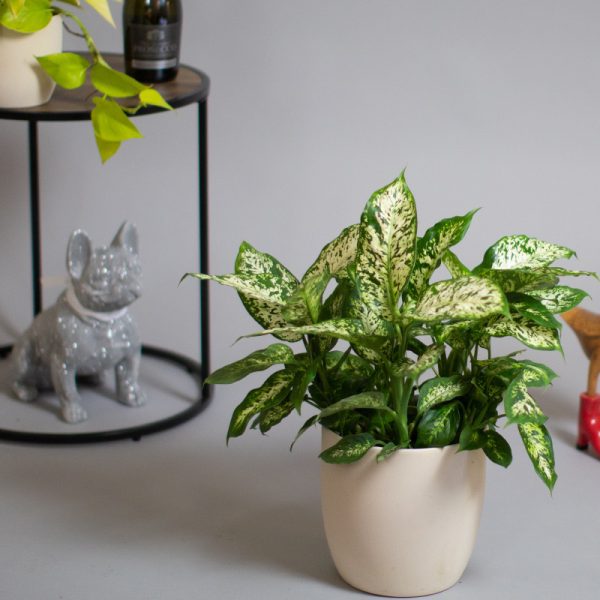 Dieffenbachia Compacta 5L pot