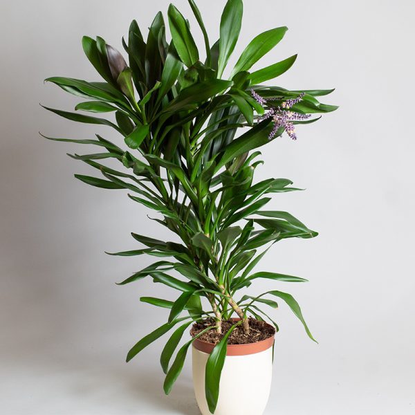 Cordyline Glabra 5L pot
