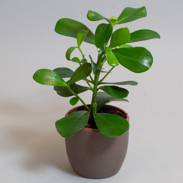 Ficus Clusia Rosea 13cm pot