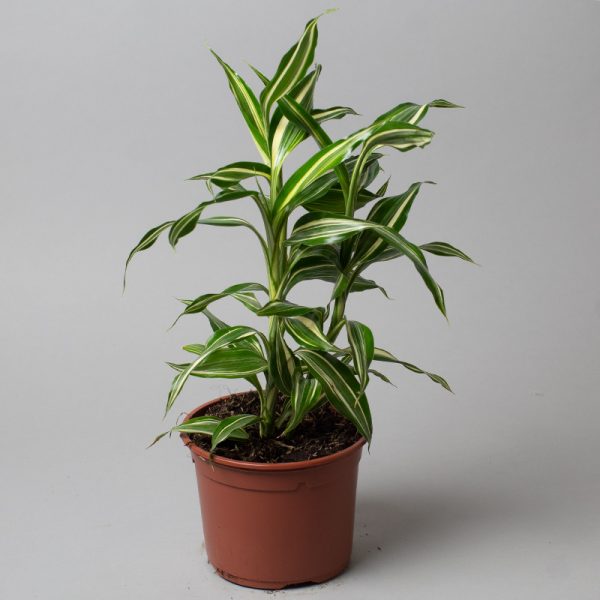 Dracaena Sanderiana Victory 13cm pot