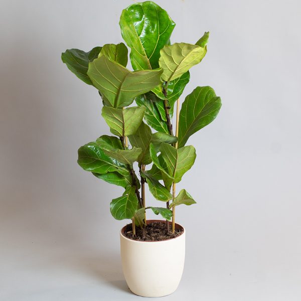 Ficus Lyrata 3 Stem 5L pot