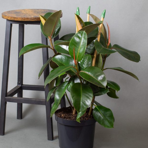 Ficus Elastica Robusta 3 Stem 5L pot 60cm Tall