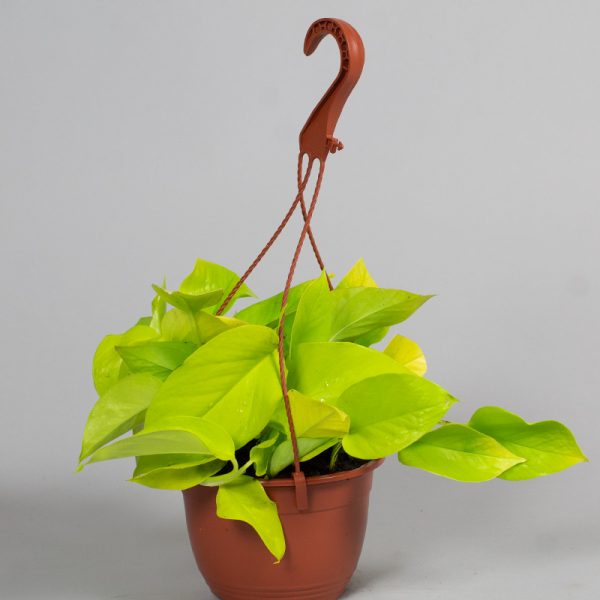 Scindapsus Gold Queen 15cm Hanging Pot