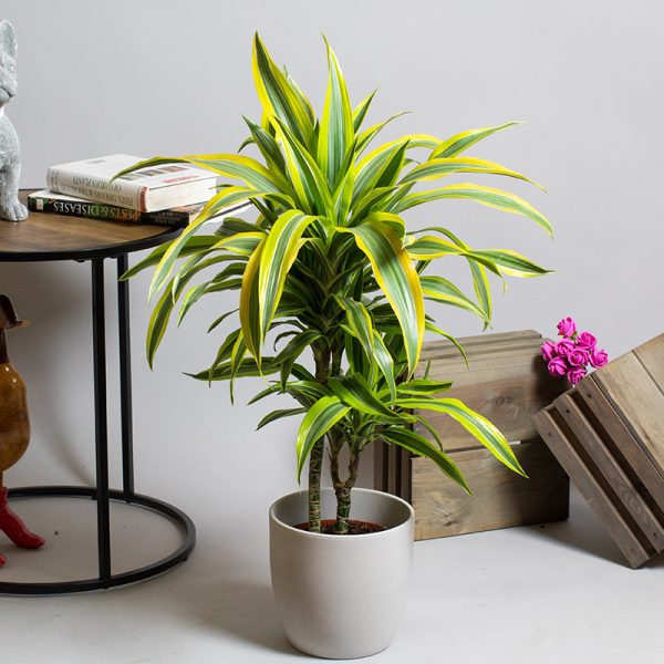 Dracaena Lemon Lime 2 cane 2L pot