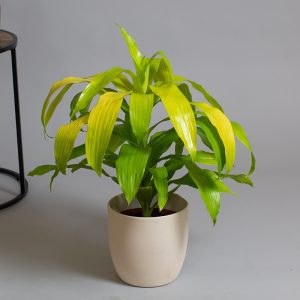 Dracaena Deremensis Lime Light Tip 3L pot