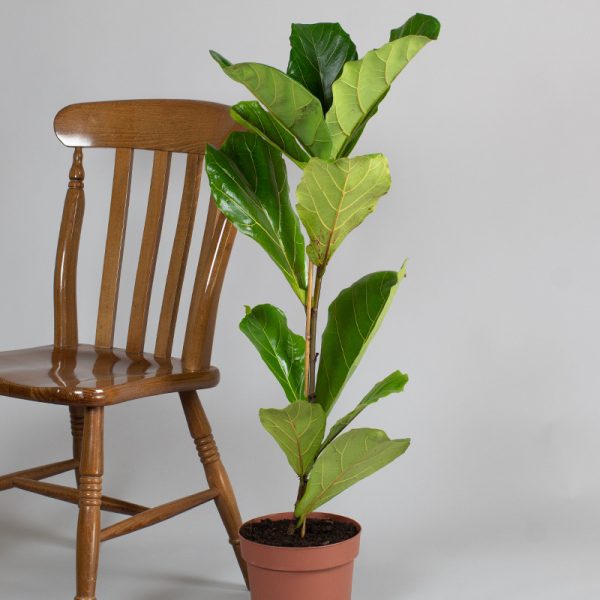 Ficus Lyrata 1 Stem 3L pot