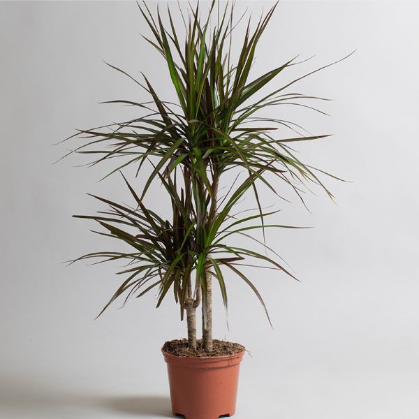 Dracaena Marginata Magenta 15cm & 30cm 2 cane 2L pot