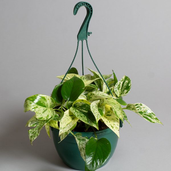 Scindapsus Marble Queen Hanging Pot 20cm