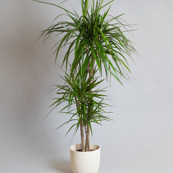 Dracaena Marginata 30cm, 60cm & 90cm 3 cane 4L pot