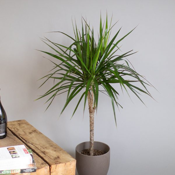 Dracaena Marginata 30cm cane 2L pot