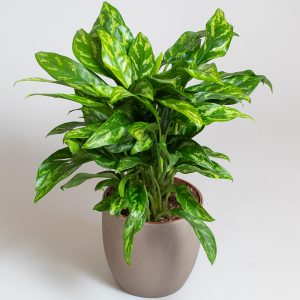 Aglaonema Maria 3L pot