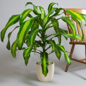Dracaena Massengeana Tip 4L pot