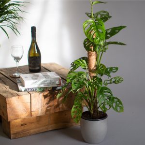 Monstera Monkey Mask 65cm Moss Pole 3L pot