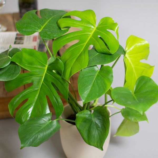 Monstera Deliciosa 2L pot