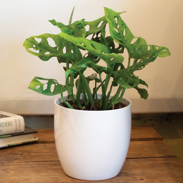 Monstera Monkey Mask 15cm pot