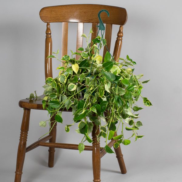 Peperomia Scandens Hanging Pot 20cm