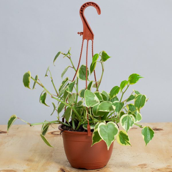 Peperomia Scandens Hanging Pot 15cm