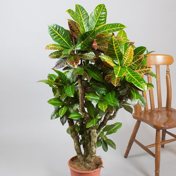 Branched Croton Petra 5L pot
