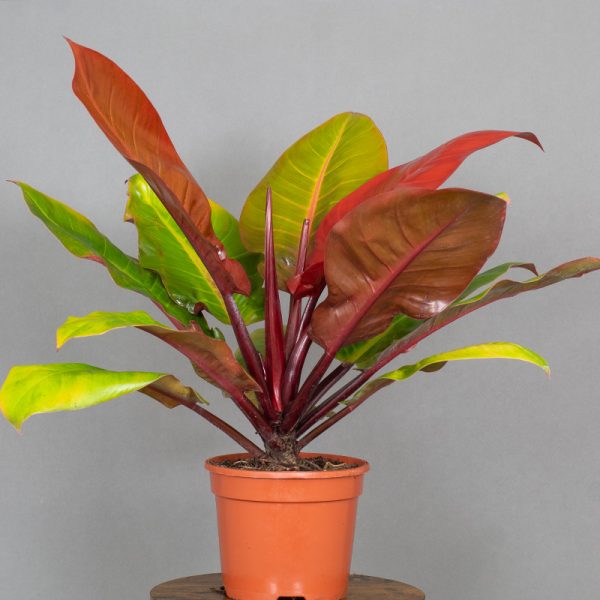 Philodendron Prince of Orange 3L pot